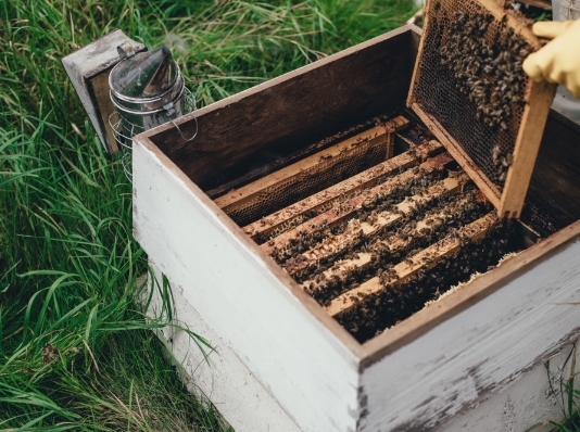 Honey Extraction Plants